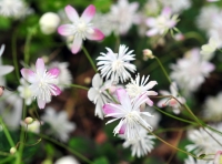 White flowers having a fine pink hue